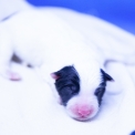 Chiot Laika de Yakoutie  vendre au prix de 1650  vaccin et identifi.