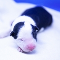 Chiot Laika de Yakoutie  vendre au prix de 1650  vaccin et identifi.