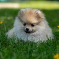 Spitz Allemand Nain disponible en Pyrénées-Atlantiques
