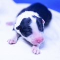 Chiot Laika de Yakoutie de race LOF avec pedigree  adopter.