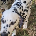 Chiot Dalmatien sans pedigree  en région Provence-Alpes-Côte d'Azur.