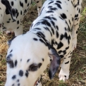 Chiot Dalmatien sans pedigree – prix 1400 €.