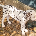 Chiot Dalmatien sans pedigree  en région Provence-Alpes-Côte d'Azur.