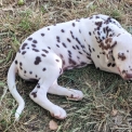 Dalmatien disponible dans le Var