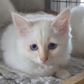Acheter Chat Birman bébé pour 1000 €