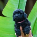 Chien Caniche Nain proposée par l’élevage Zadatis.