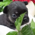 Chiot Bouledogue Français sans pedigree  en région Auvergne-Rhône-Alpes.