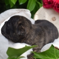 Chiot Bouledogue Français sans pedigree – prix 1600 €.