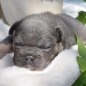 Bouledogue Français disponible en Isère