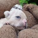 Bouledogue Français disponible en Isère