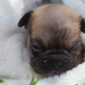 Bouledogue Français disponible en Isère