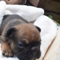 Chiot Bouledogue Français sans pedigree  en région Auvergne-Rhône-Alpes.