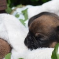 Bouledogue Français disponible en Isère