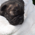 Chiot Bouledogue Français sans pedigree – prix 1600 €.