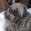 Chiot Bouledogue Français sans pedigree  en région Auvergne-Rhône-Alpes.