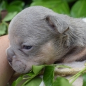 Bouledogue Français disponible en Isère