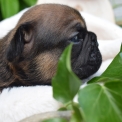Chiot Bouledogue Français sans pedigree – prix 1800 €.