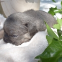 Chiot Bouledogue Français sans pedigree – prix 2200 €.