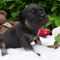 Chiot Bouledogue Français sans pedigree  en région Auvergne-Rhône-Alpes.