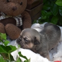 Chiot Bouledogue Français sans pedigree – prix 1800 €.