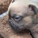 Chiot Bouledogue Français sans pedigree  en région Auvergne-Rhône-Alpes.