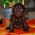 Chien Caniche Nain proposé par l’élevage Zadatis.
