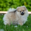 Chien Spitz Allemand Nain proposée par l’élevage Des Seigneurs de Morlanne.
