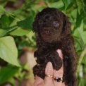 Chiot Caniche Nain de race  en région Nouvelle-Aquitaine.