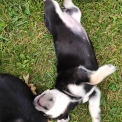 Chiot Chihuahua sans pedigree – prix 900 €.