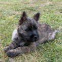 Chiot Cairn Terrier  vendre au prix de 900  vaccin et identifi.