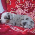 Chiot Berger américain miniature de race  en région Bourgogne-Franche-Comté.
