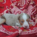 Chiot Berger américain miniature de race  en région Bourgogne-Franche-Comté.