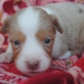Chiot Berger américain miniature de race  en région Bourgogne-Franche-Comté.