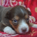 Chien Berger américain miniature proposée par l’élevage Les Diablotins de Nooch.