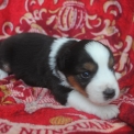 Chiot Berger américain miniature de race – prix 1600 €.