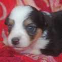 Chiot Berger américain miniature de race – prix 1800 €.