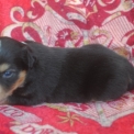 Chiot Berger américain miniature de race – prix 1800 €.