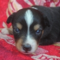 Chien Berger américain miniature proposée par l’élevage Les Diablotins de Nooch.