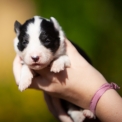 Chiot Laika de Yakoutie  vendre au prix de 1650  vaccin et identifi.