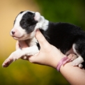 Chiot Laika de Yakoutie de race – prix 1650 €.