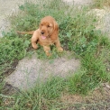 Cocker Anglais Spaniel disponible dans le Doubs