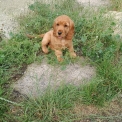 Chiot Cocker Anglais Spaniel sans pedigree  en région Bourgogne-Franche-Comté.