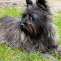 Chiot Cairn Terrier de race  en région Nouvelle-Aquitaine.