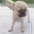 Chiot Chihuahua sans pedigree – prix 890 €.