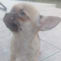 Chien Chihuahua proposée par l’élevage Des Jardins d'Omya.