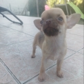 Chien Chihuahua proposée par l’élevage Des Jardins d'Omya.