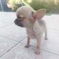 Chien Chihuahua proposée par l’élevage Des Jardins d'Omya.