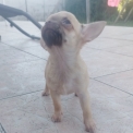 Chiot Chihuahua sans pedigree  en région Hauts-de-France.