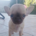 Chihuahua disponible dans l'Oise