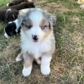 Chiot Berger américain miniature de race  en région Auvergne-Rhône-Alpes.